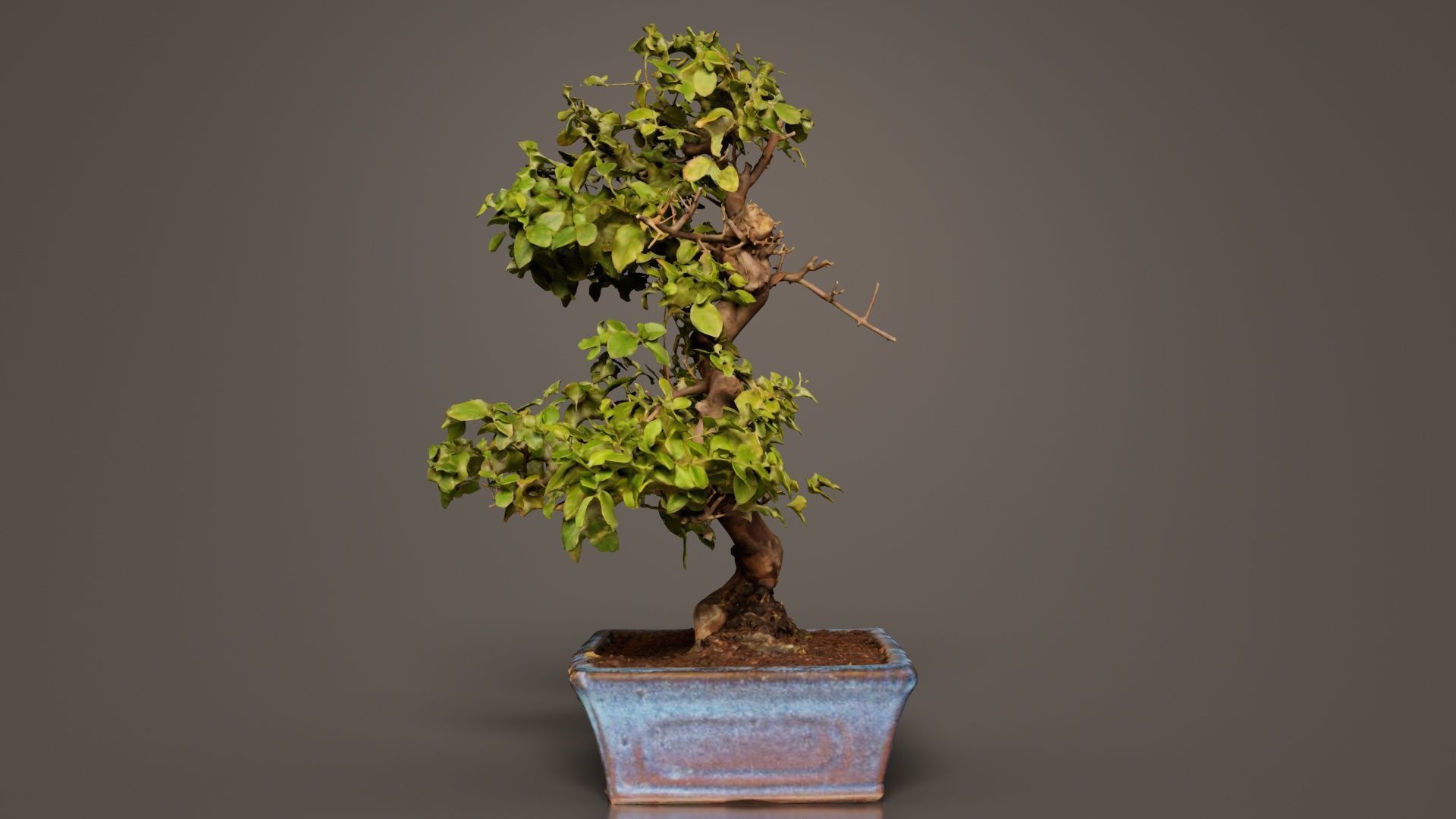 Carmona Bonsai Tree Carmonas Carmona Microphylla Low-poly 3D model_2