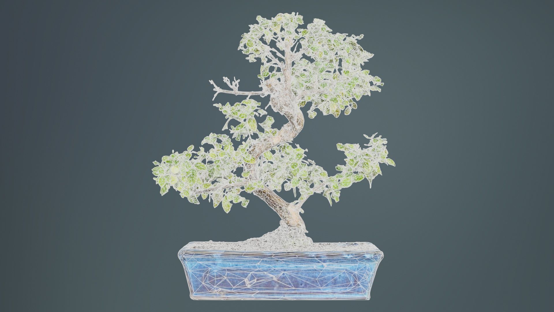 Carmona Bonsai Tree Carmonas Carmona Microphylla Low-poly 3D model_9