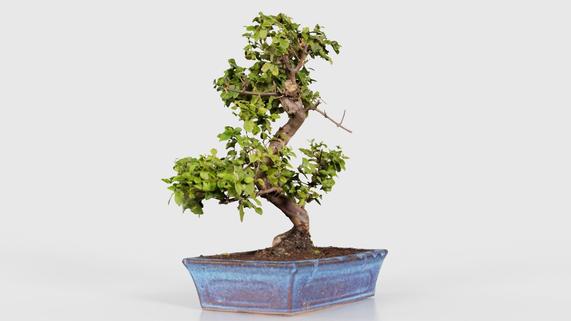 Carmona Bonsai Tree Carmonas Carmona Microphylla Low-poly 3D model_17