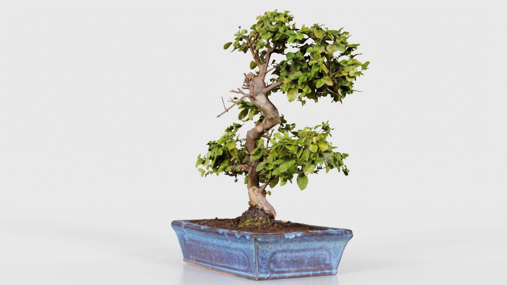 Carmona Bonsai Tree Carmonas Carmona Microphylla Low-poly 3D model_25