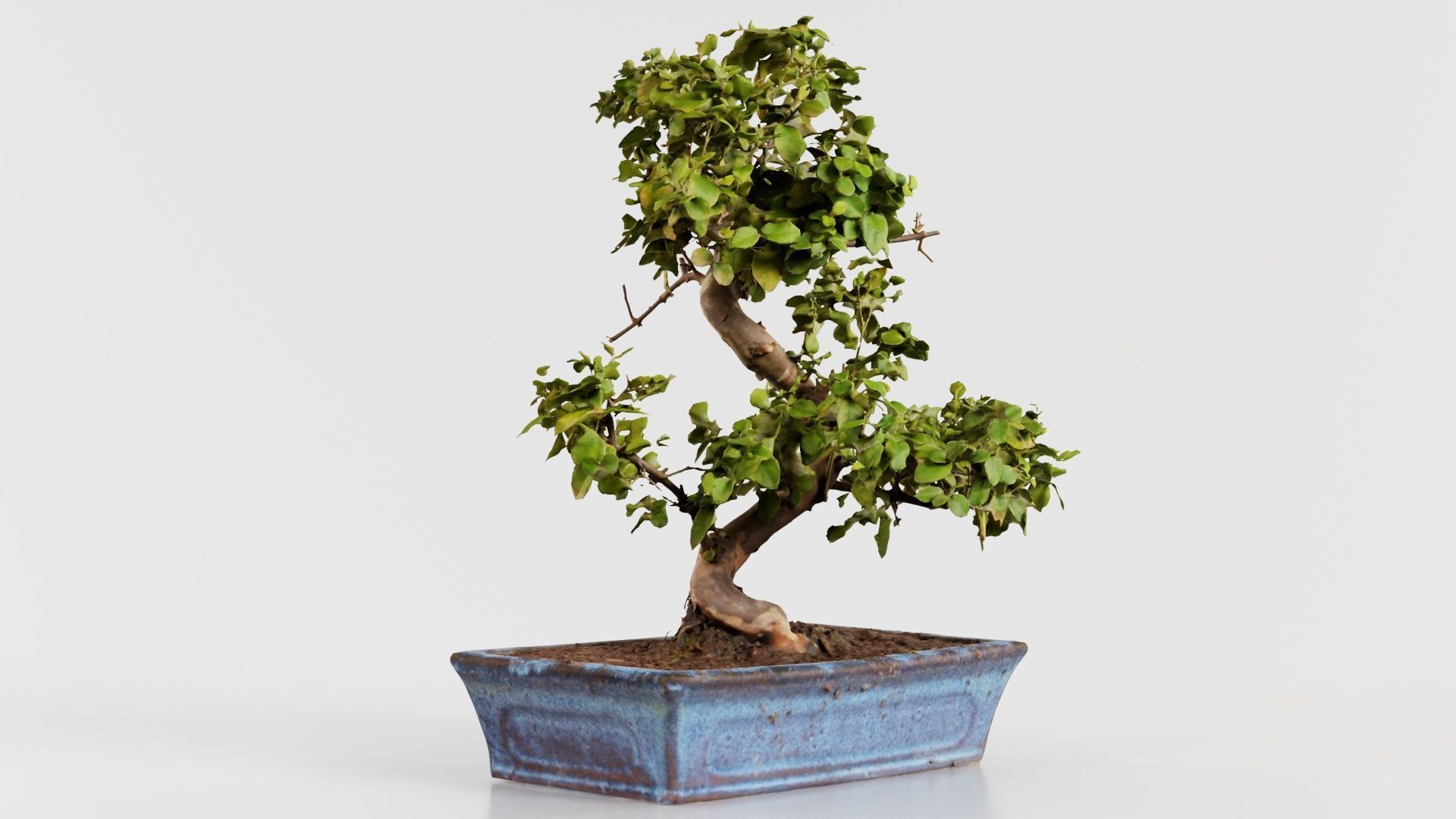 Carmona Bonsai Tree Carmonas Carmona Microphylla Low-poly 3D model_6