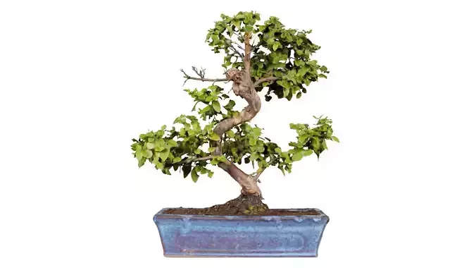 Carmona Bonsai Tree Carmonas Carmona Microphylla Low-poly 3D model