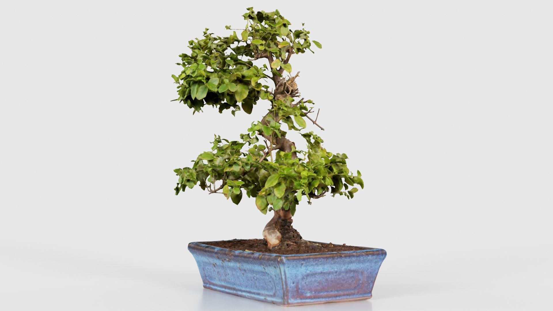 Carmona Bonsai Tree Carmonas Carmona Microphylla Low-poly 3D model_19