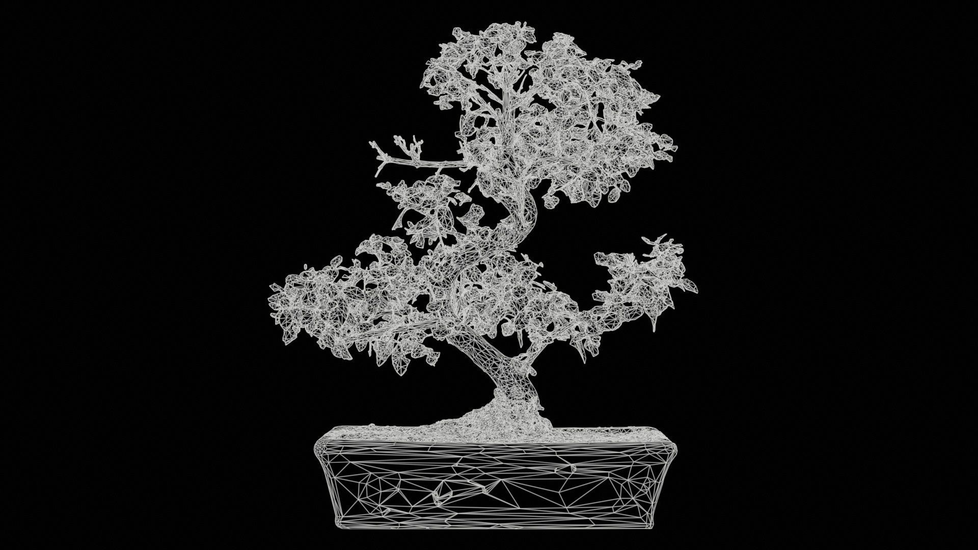 Carmona Bonsai Tree Carmonas Carmona Microphylla Low-poly 3D model_11
