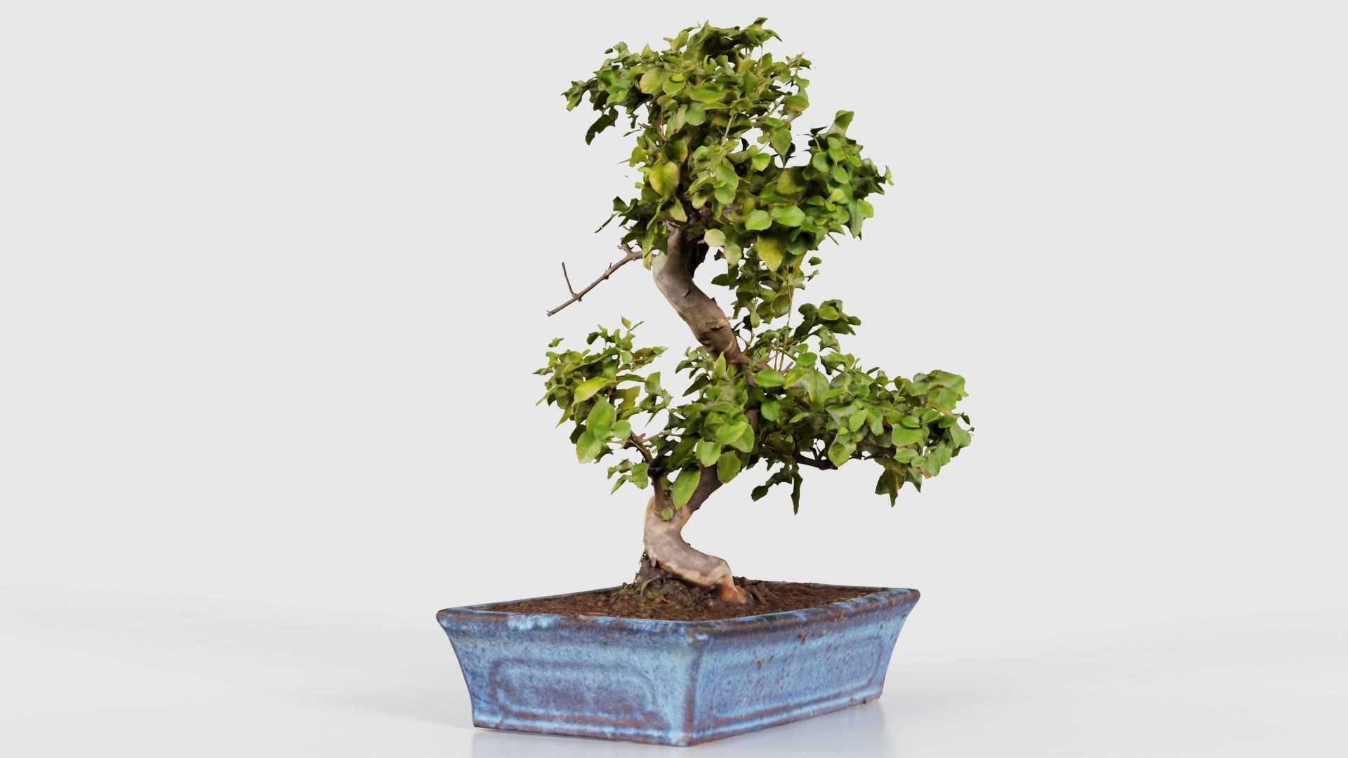 Carmona Bonsai Tree Carmonas Carmona Microphylla Low-poly 3D model_23