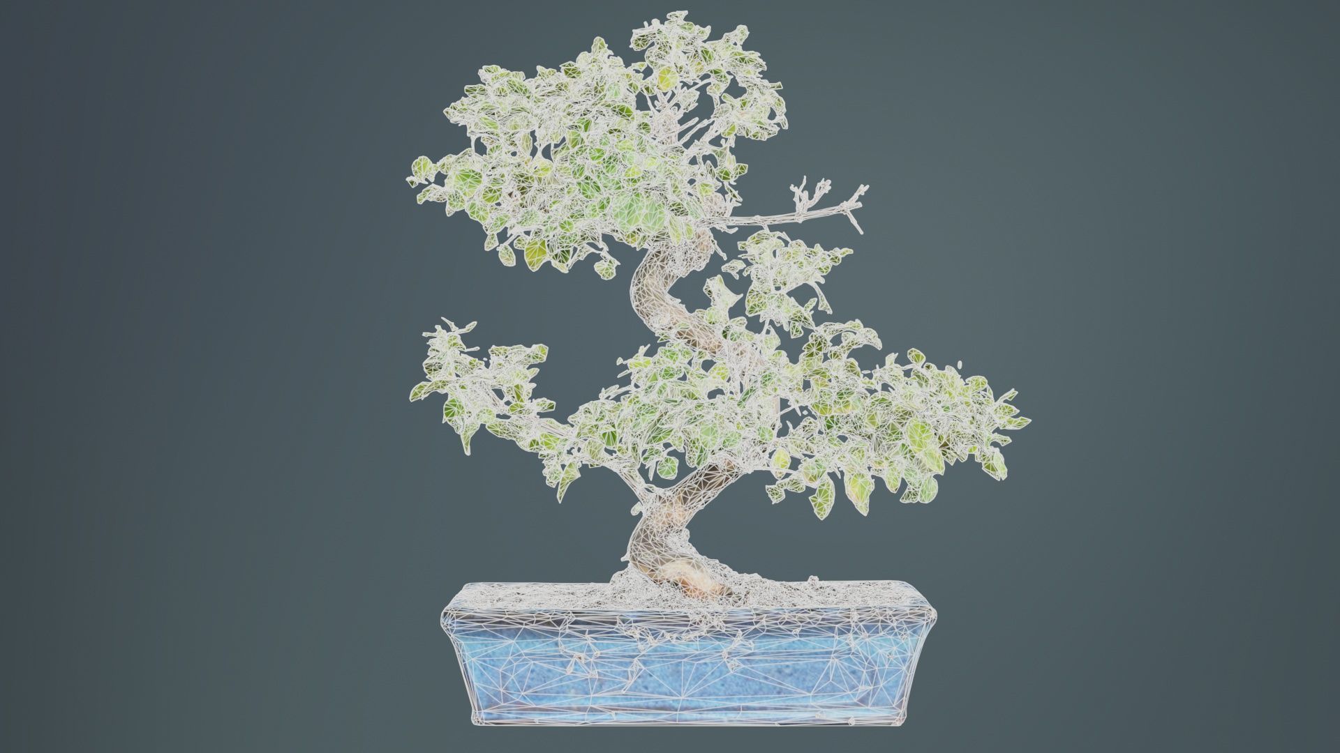 Carmona Bonsai Tree Carmonas Carmona Microphylla Low-poly 3D model_10