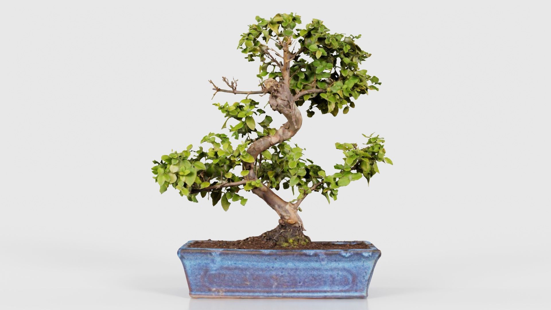 Carmona Bonsai Tree Carmonas Carmona Microphylla Low-poly 3D model_15