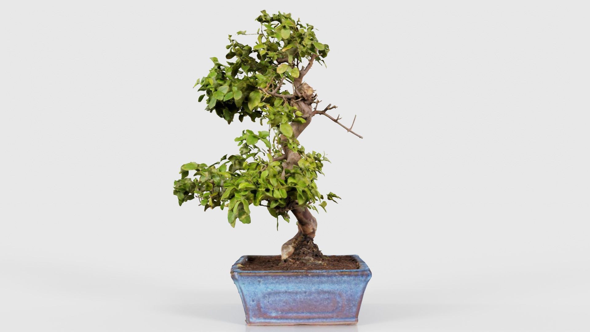 Carmona Bonsai Tree Carmonas Carmona Microphylla Low-poly 3D model_18