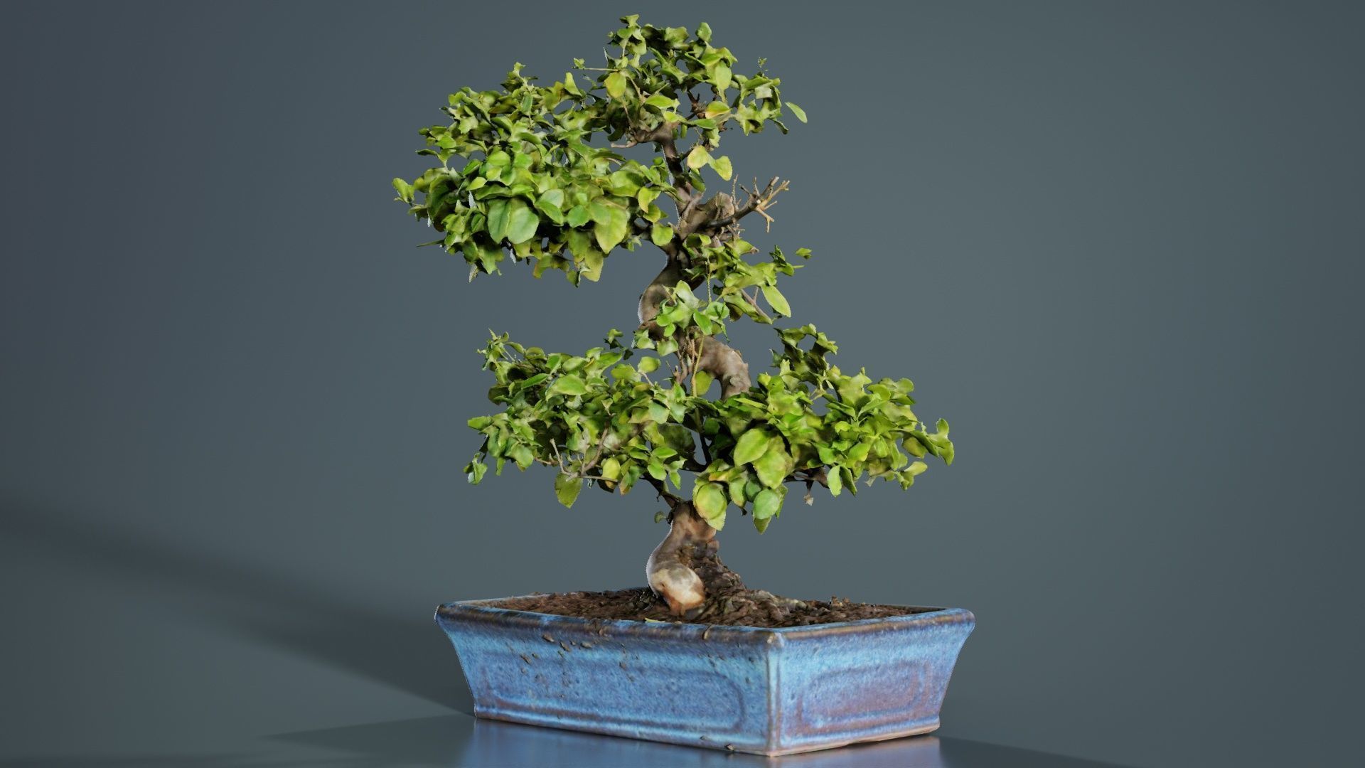 Carmona Bonsai Tree Carmonas Carmona Microphylla Low-poly 3D model_1