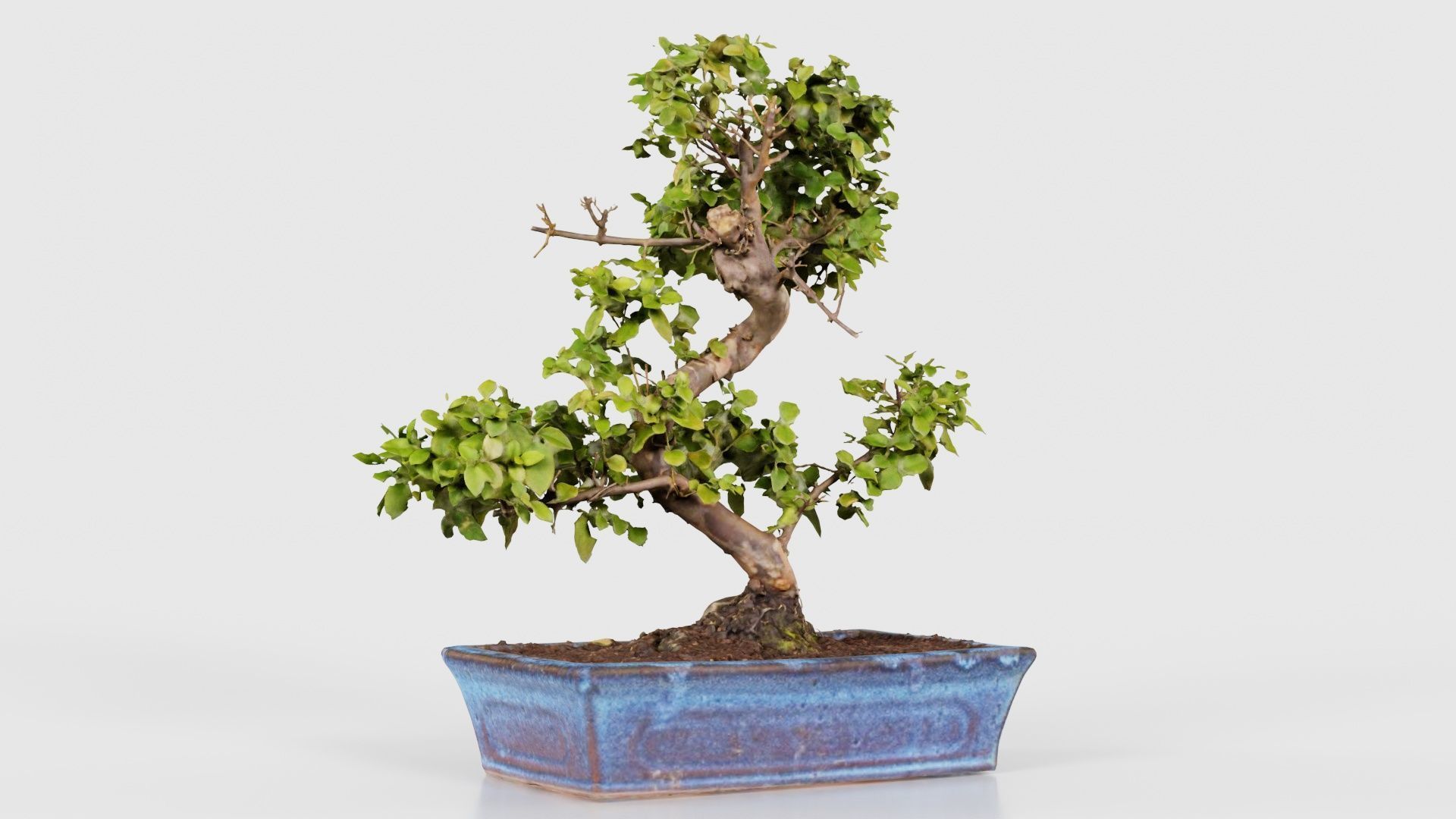 Carmona Bonsai Tree Carmonas Carmona Microphylla Low-poly 3D model_16