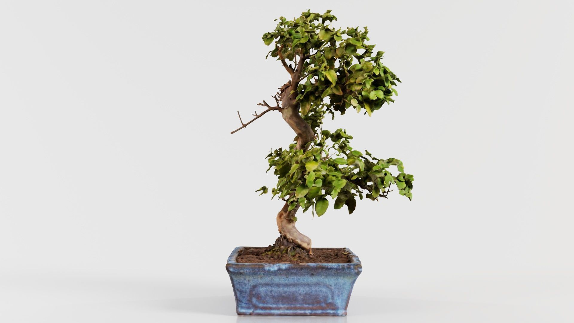 Carmona Bonsai Tree Carmonas Carmona Microphylla Low-poly 3D model_8