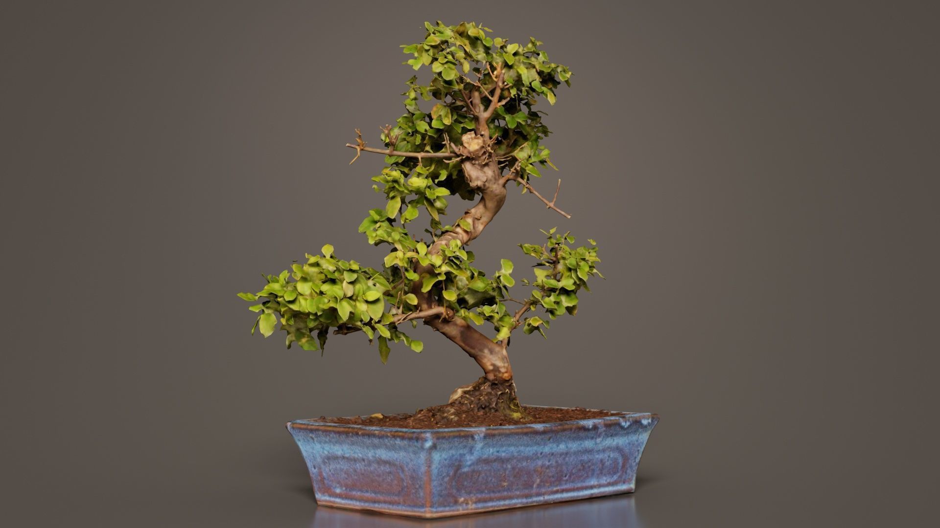 Carmona Bonsai Tree Carmonas Carmona Microphylla Low-poly 3D model_5