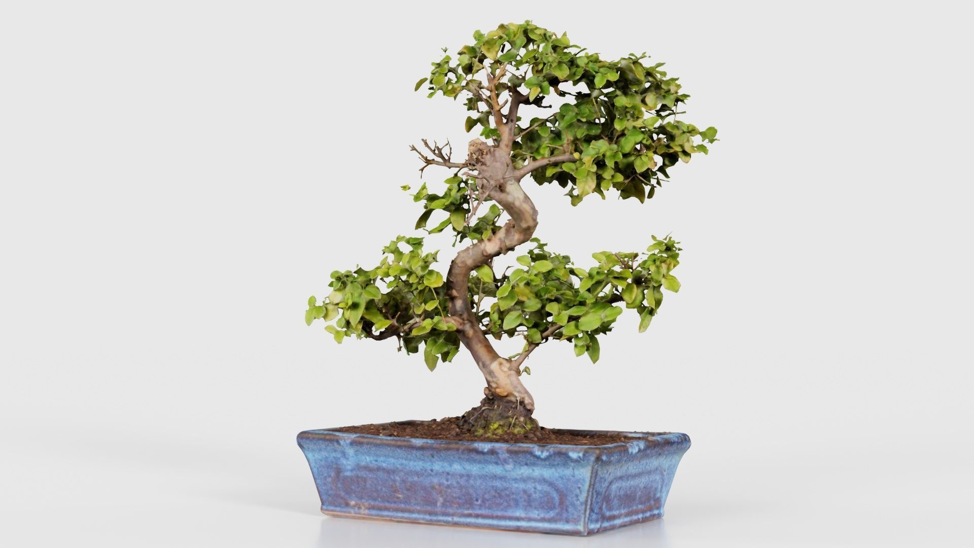 Carmona Bonsai Tree Carmonas Carmona Microphylla Low-poly 3D model_26
