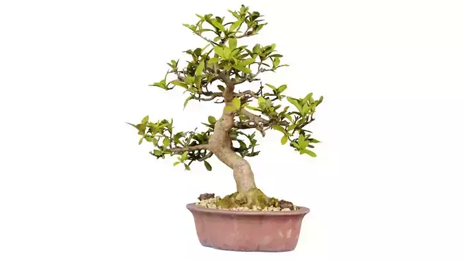 Carmona Bonsai Tree Leaves Carmonas Carmona Microphylla Low-poly 3D model