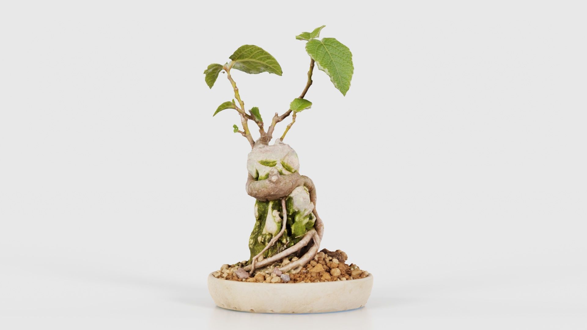Ficus Carica Bonsai Tree Low-poly 3D model_21