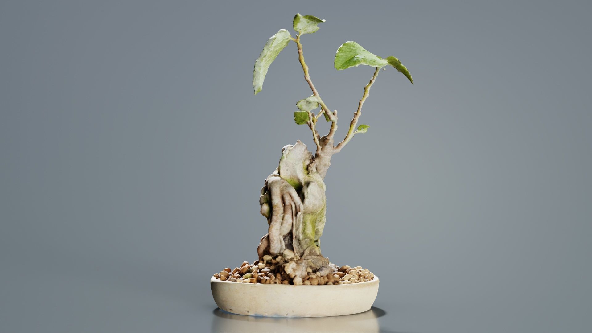 Ficus Carica Bonsai Tree Low-poly 3D model_4