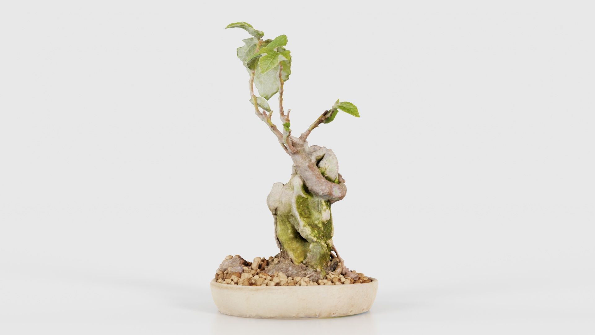 Ficus Carica Bonsai Tree Low-poly 3D model_25