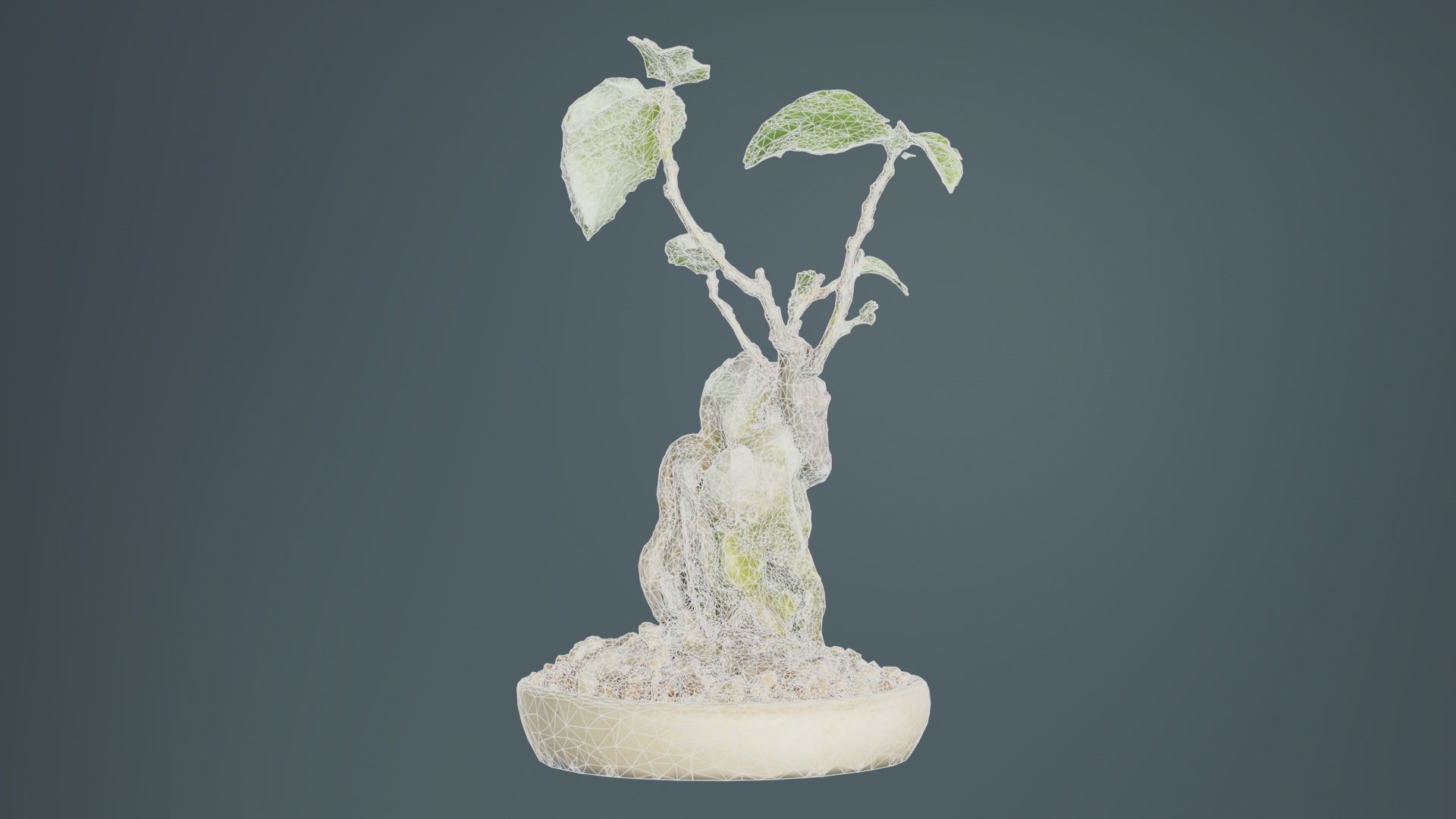 Ficus Carica Bonsai Tree Low-poly 3D model_9