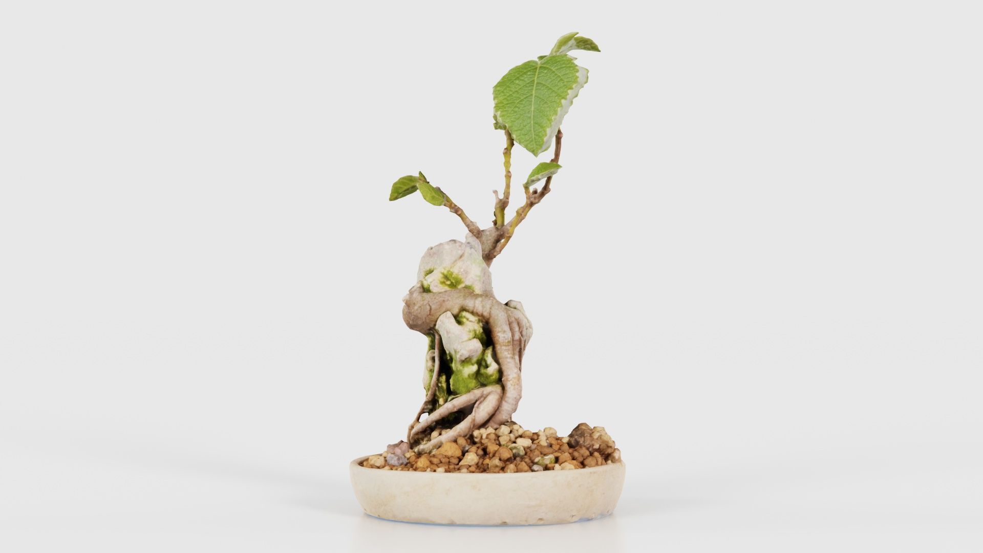Ficus Carica Bonsai Tree Low-poly 3D model_19