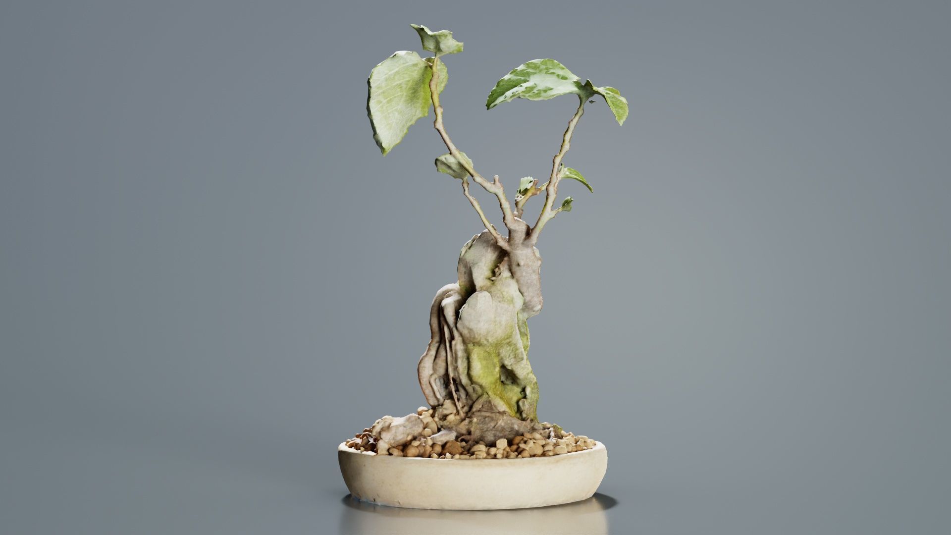 Ficus Carica Bonsai Tree Low-poly 3D model_3