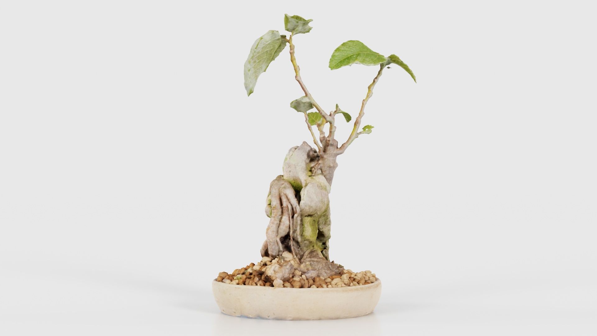 Ficus Carica Bonsai Tree Low-poly 3D model_16