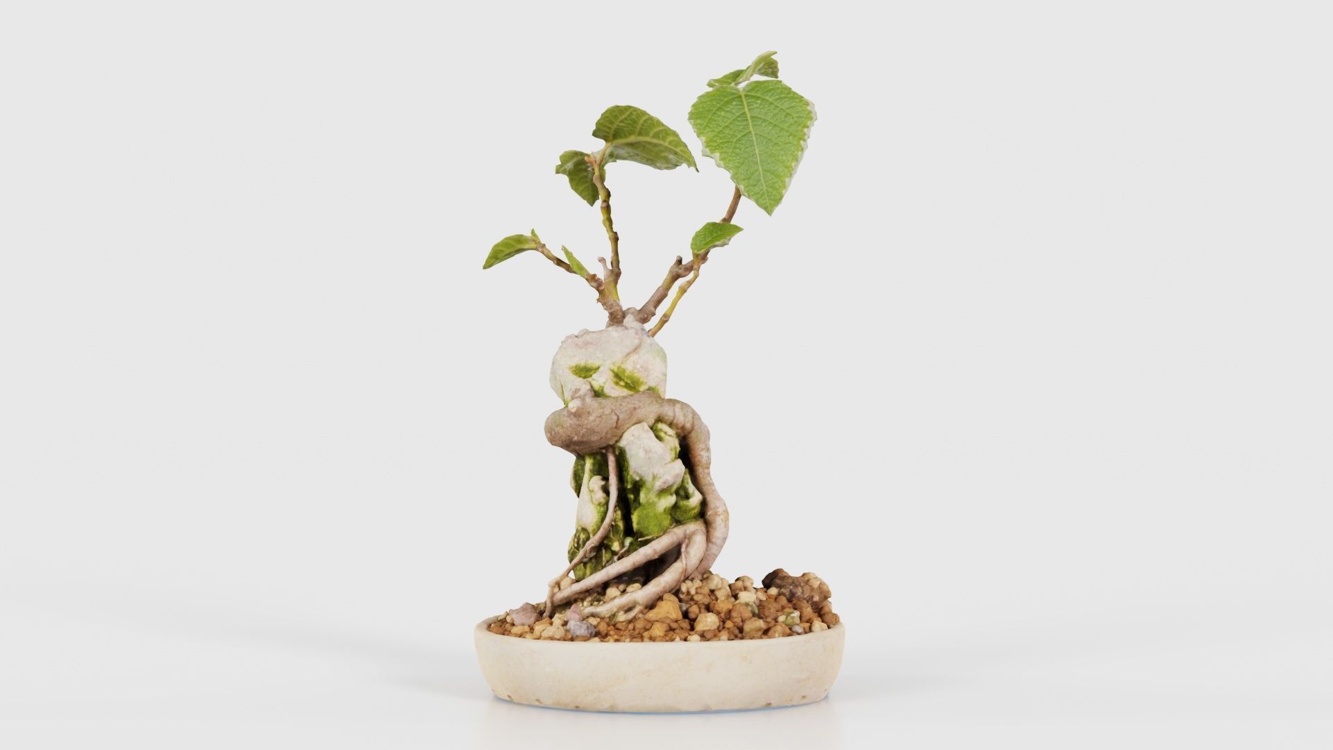 Ficus Carica Bonsai Tree Low-poly 3D model_20