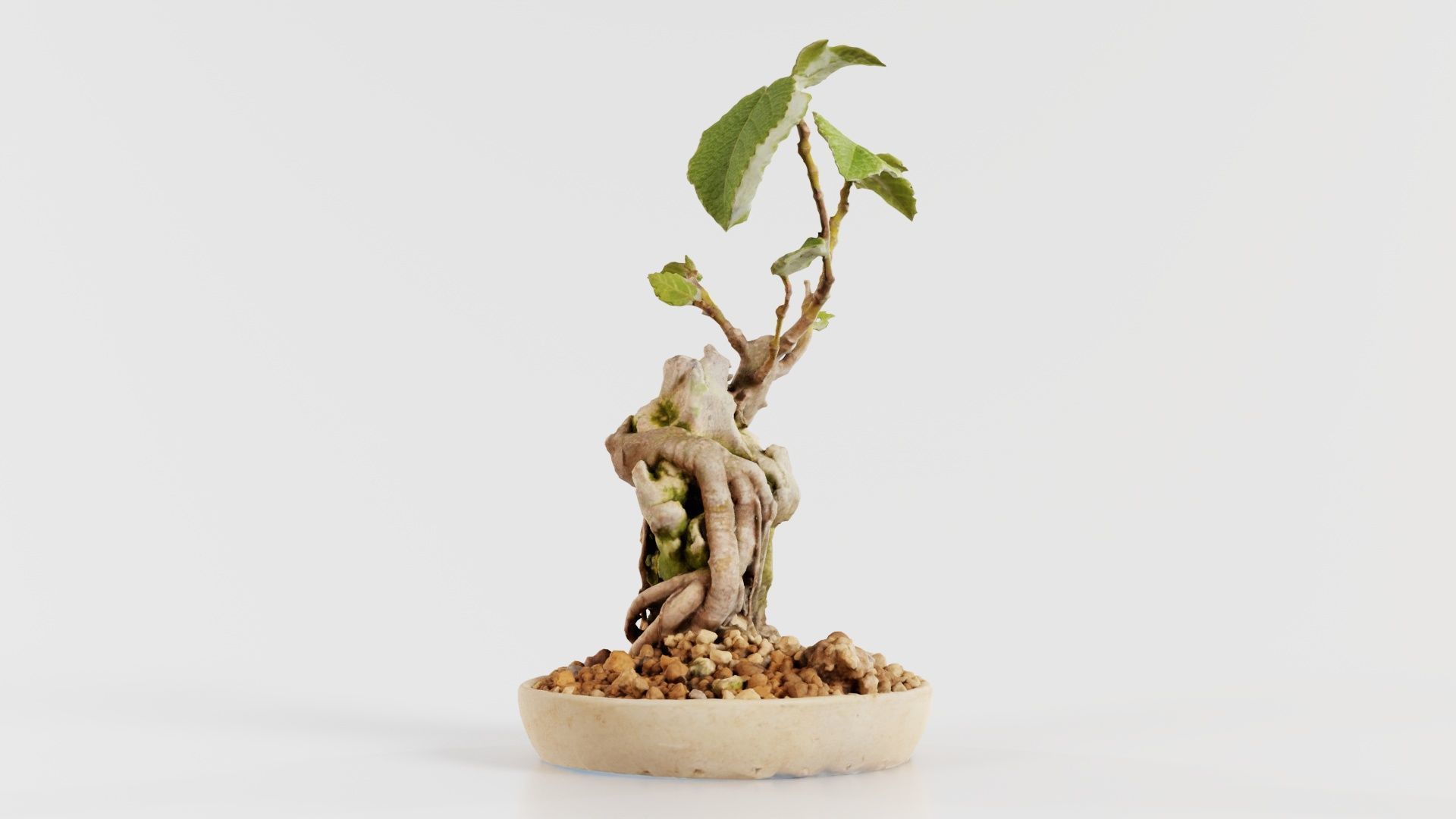 Ficus Carica Bonsai Tree Low-poly 3D model_5