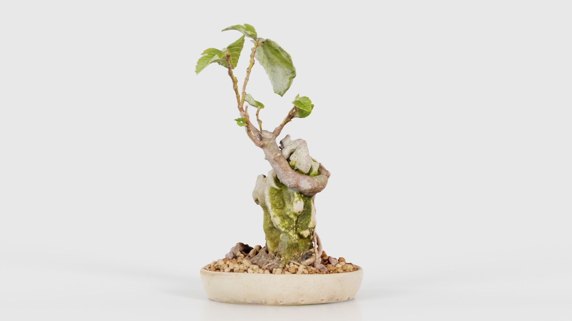 Ficus Carica Bonsai Tree Low-poly 3D model_24
