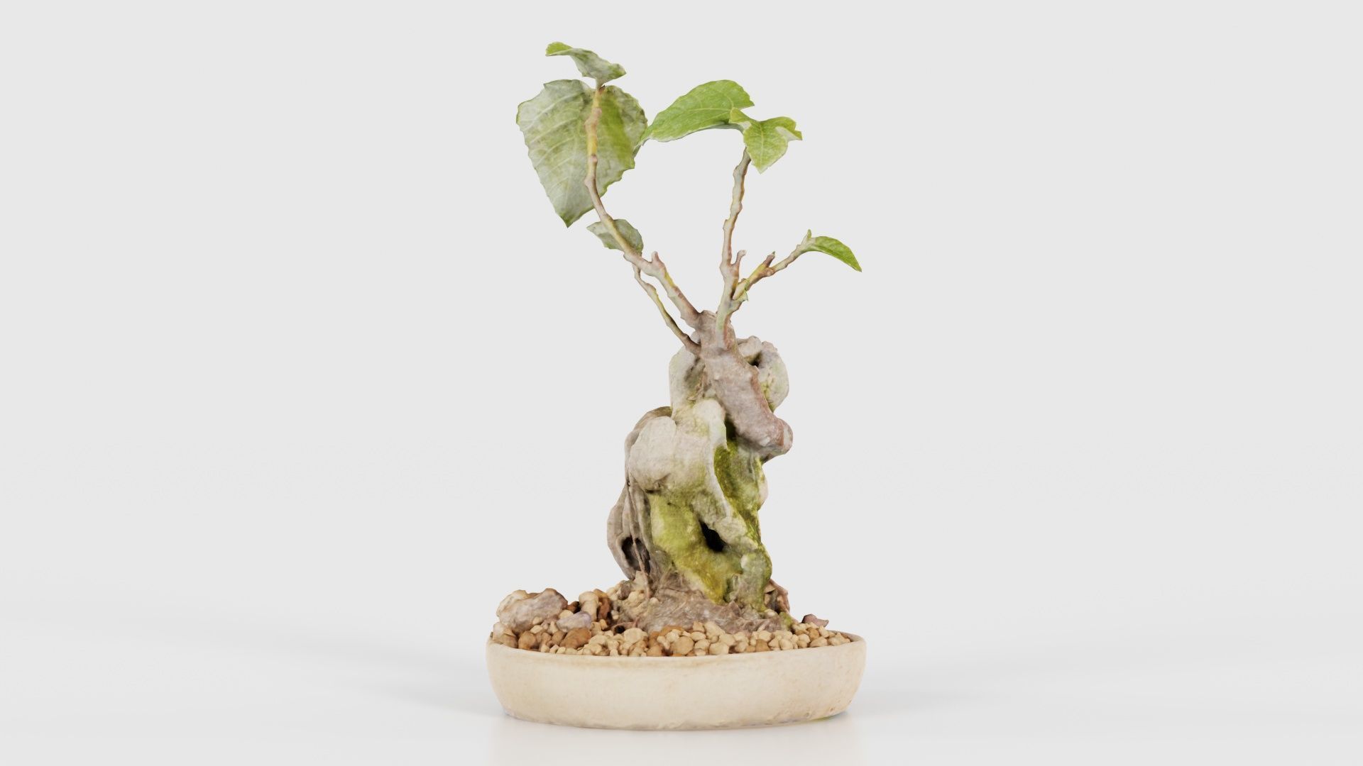 Ficus Carica Bonsai Tree Low-poly 3D model_26