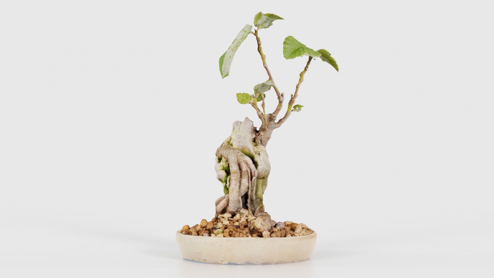Ficus Carica Bonsai Tree Low-poly 3D model_17