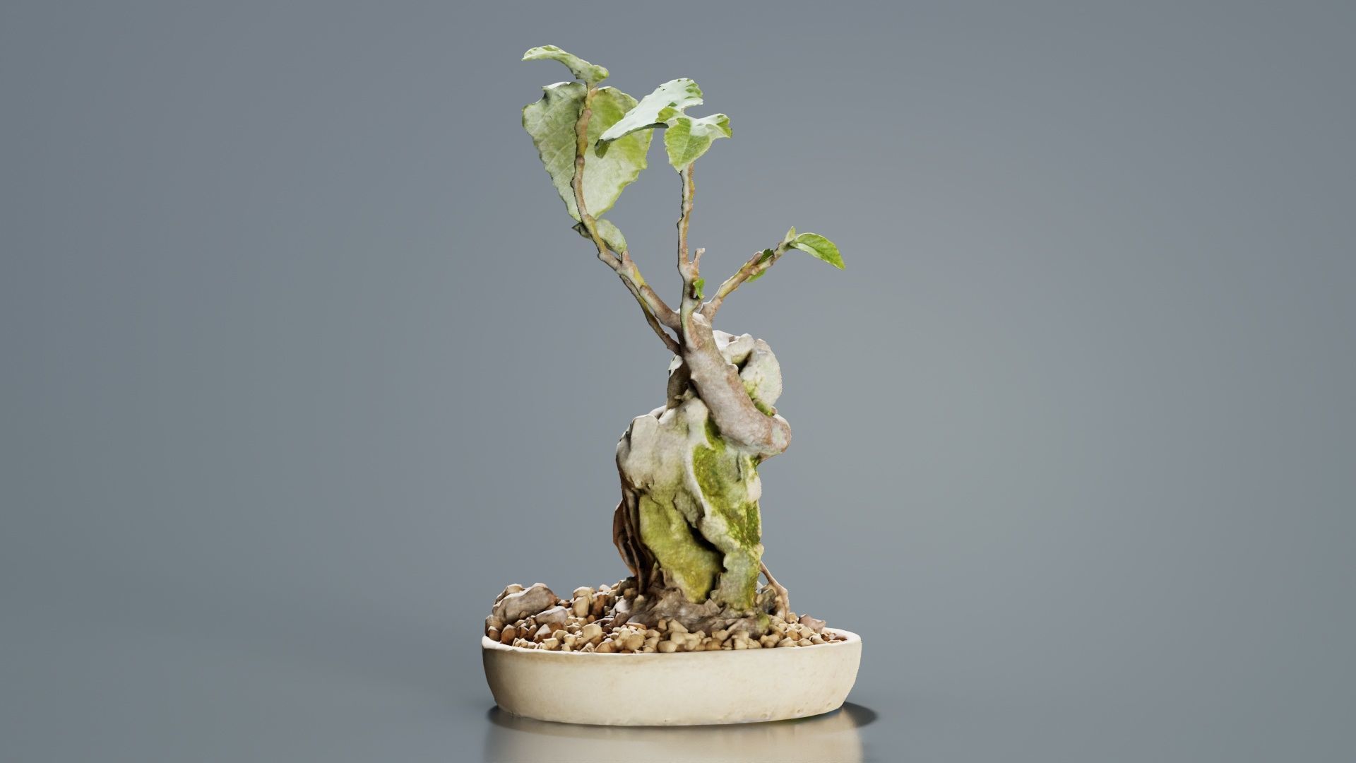 Ficus Carica Bonsai Tree Low-poly 3D model_7