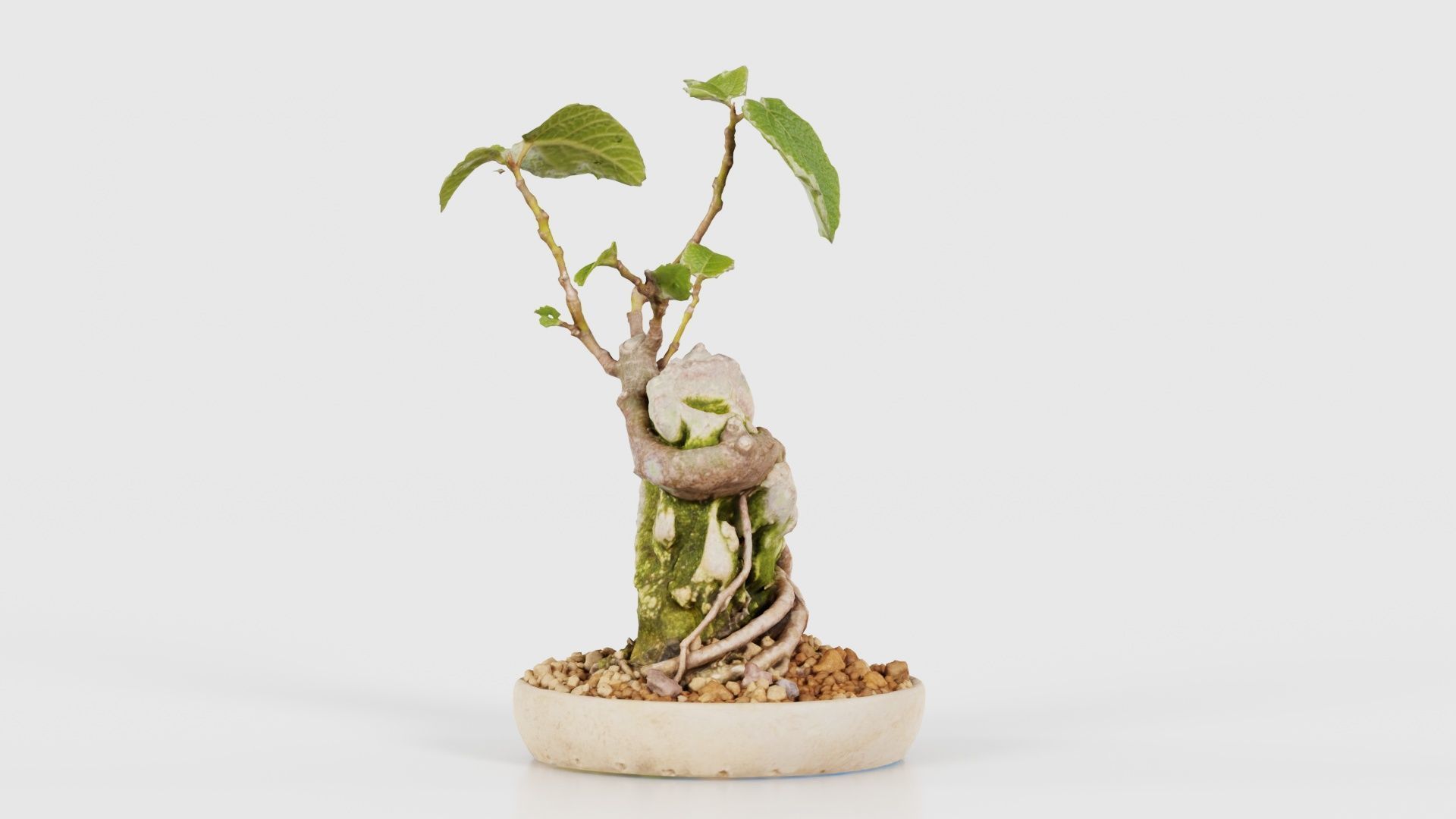 Ficus Carica Bonsai Tree Low-poly 3D model_22