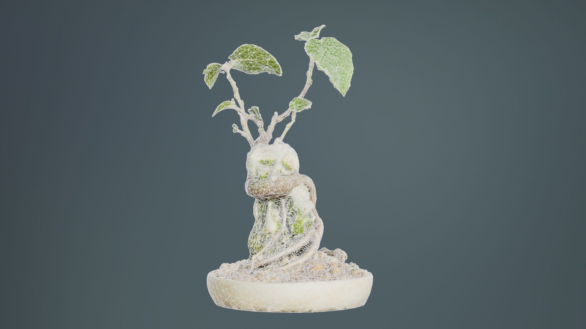 Ficus Carica Bonsai Tree Low-poly 3D model_10