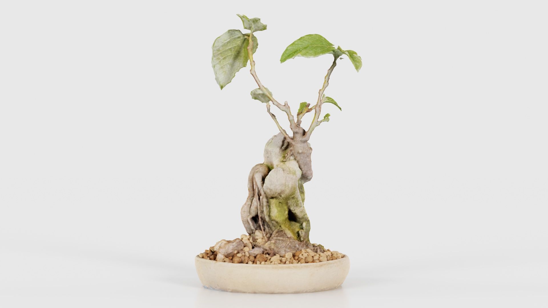 Ficus Carica Bonsai Tree Low-poly 3D model_15