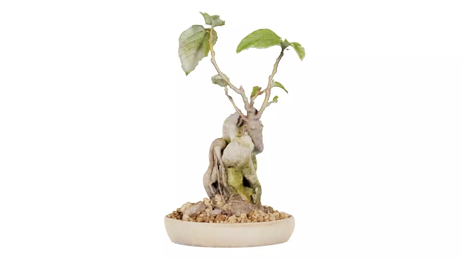 Ficus Carica Bonsai Tree Low-poly 3D model_0