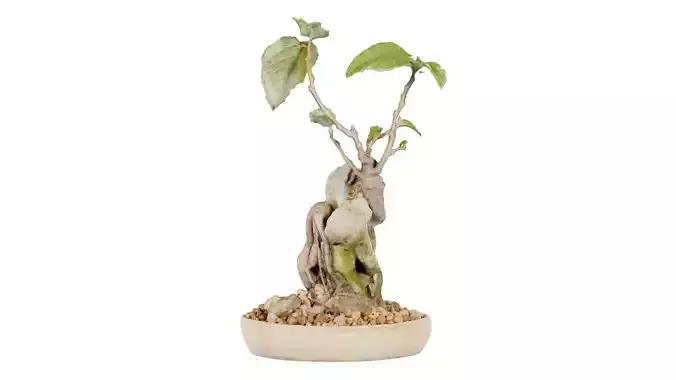 Ficus Carica Bonsai Tree Low-poly 3D model