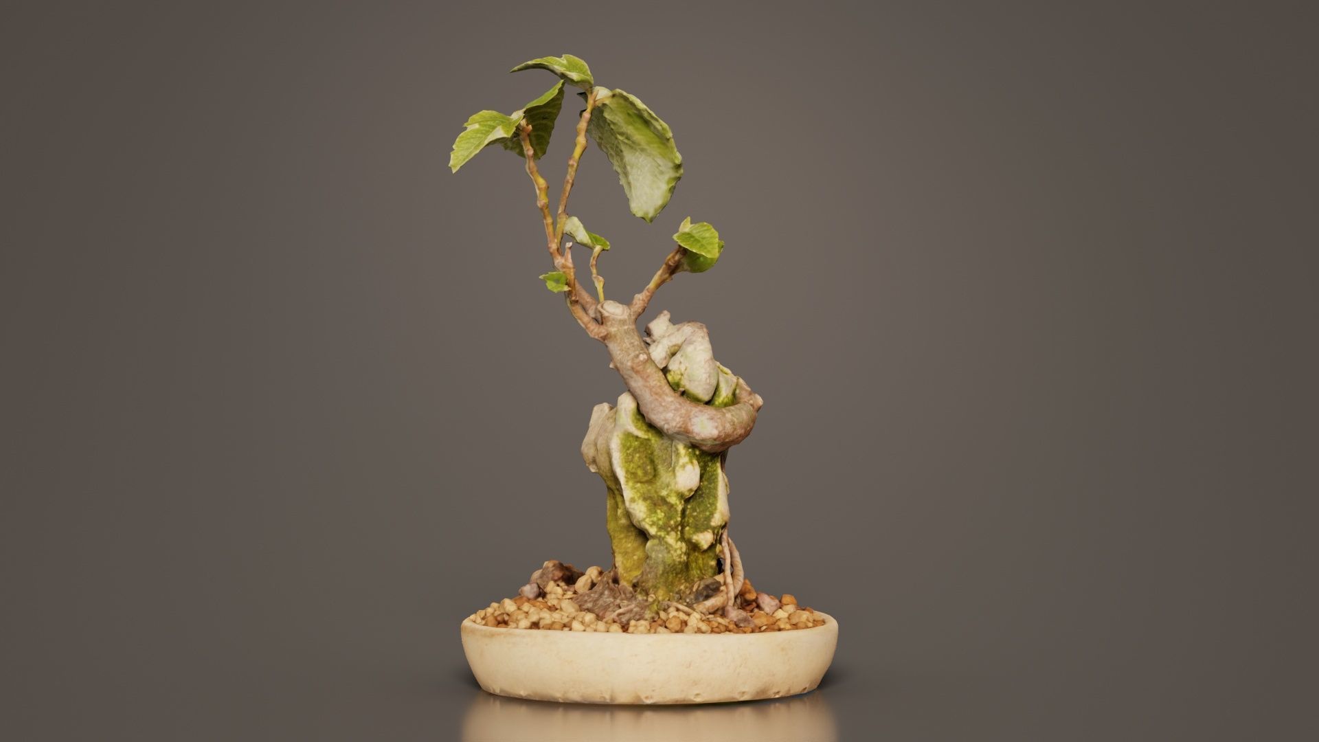 Ficus Carica Bonsai Tree Low-poly 3D model_2