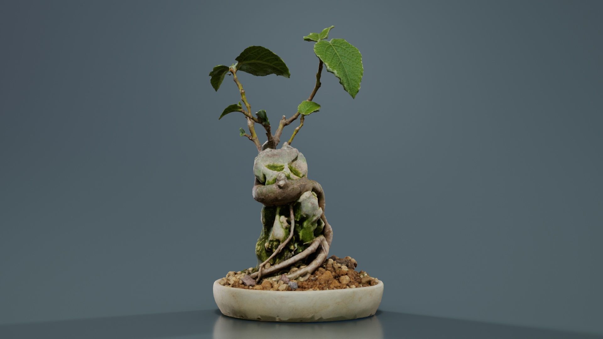 Ficus Carica Bonsai Tree Low-poly 3D model_1
