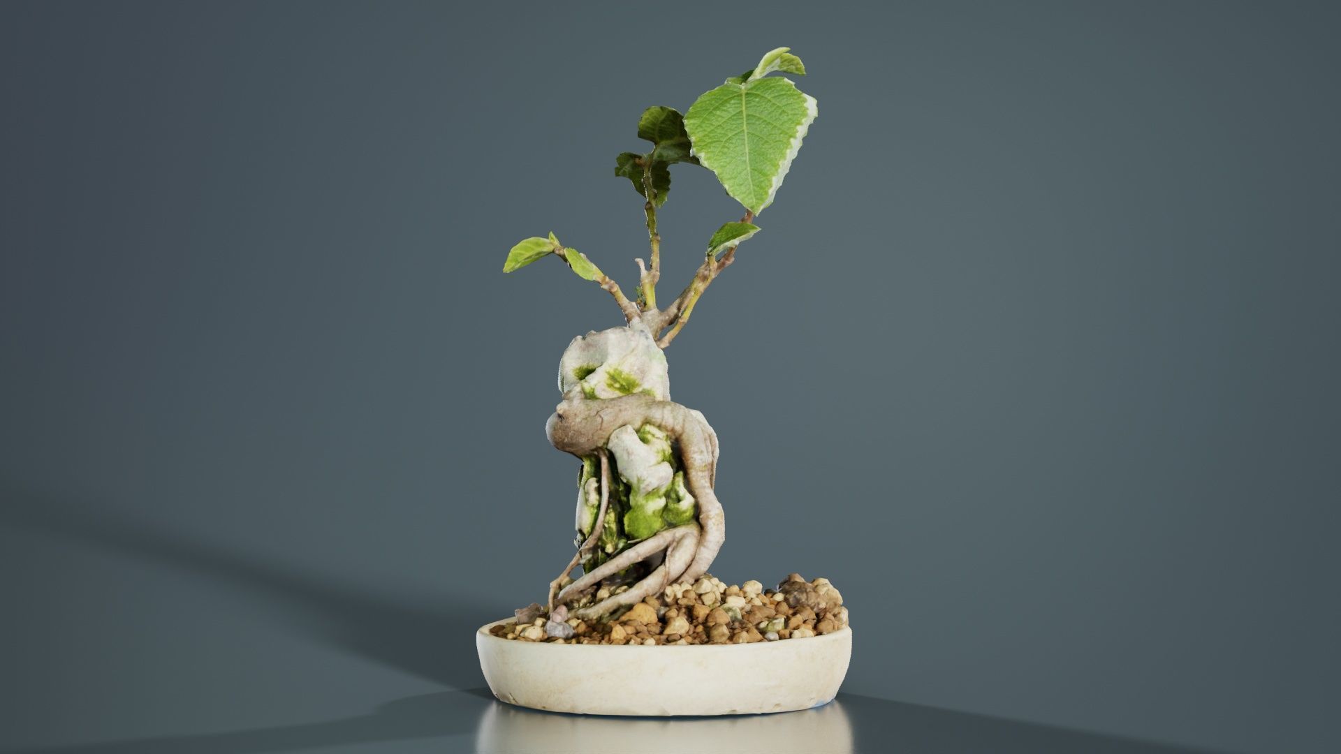 Ficus Carica Bonsai Tree Low-poly 3D model_8