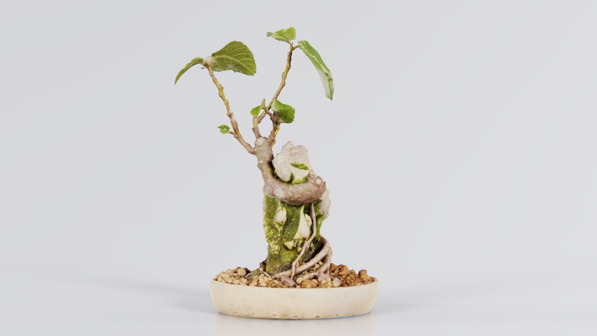 Ficus Carica Bonsai Tree Low-poly 3D model_6