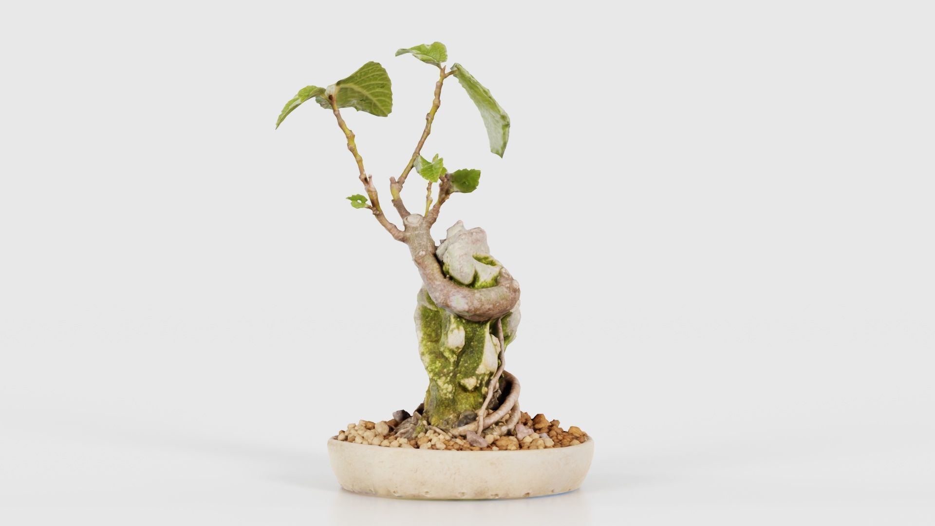 Ficus Carica Bonsai Tree Low-poly 3D model_23