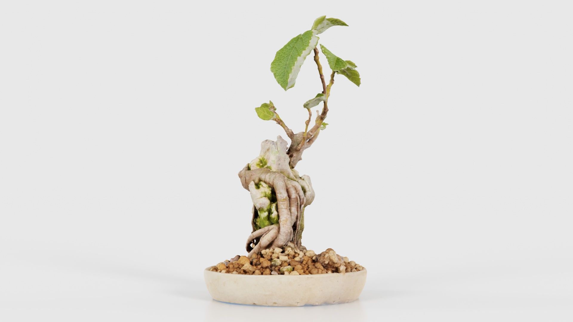 Ficus Carica Bonsai Tree Low-poly 3D model_18