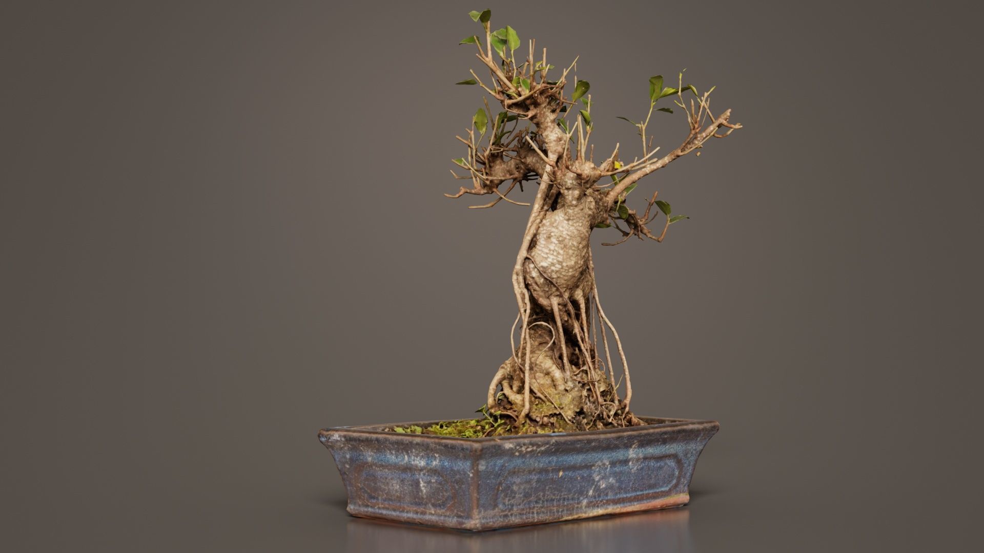 Ficus Retusa Bonsai Tree Low-poly 3D model_1