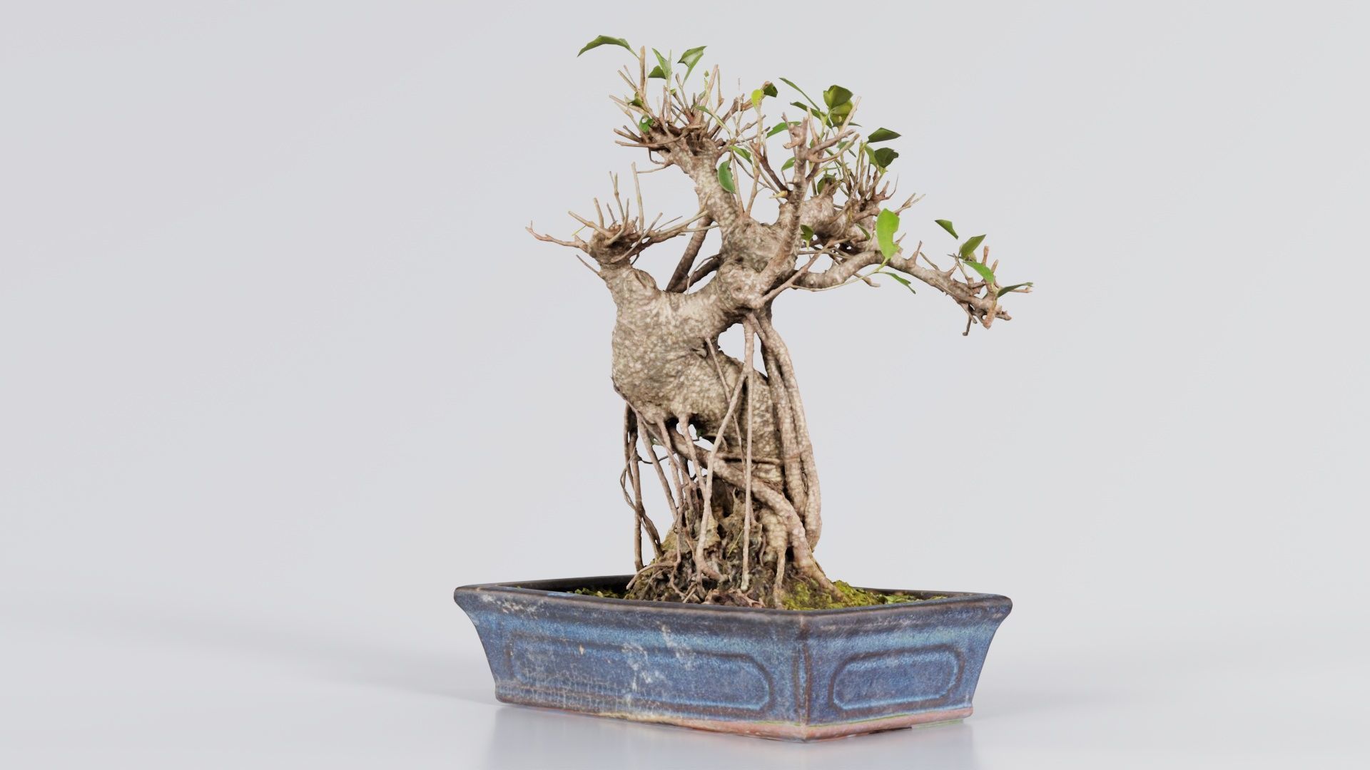 Ficus Retusa Bonsai Tree Low-poly 3D model_4