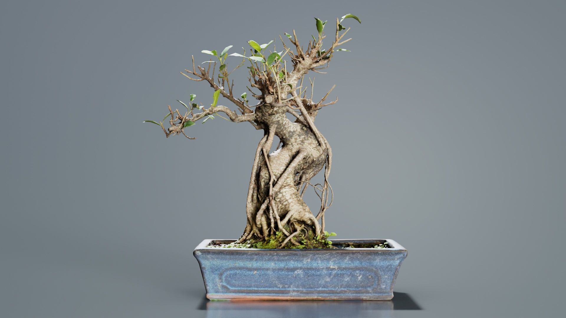 Ficus Retusa Bonsai Tree Low-poly 3D model_3