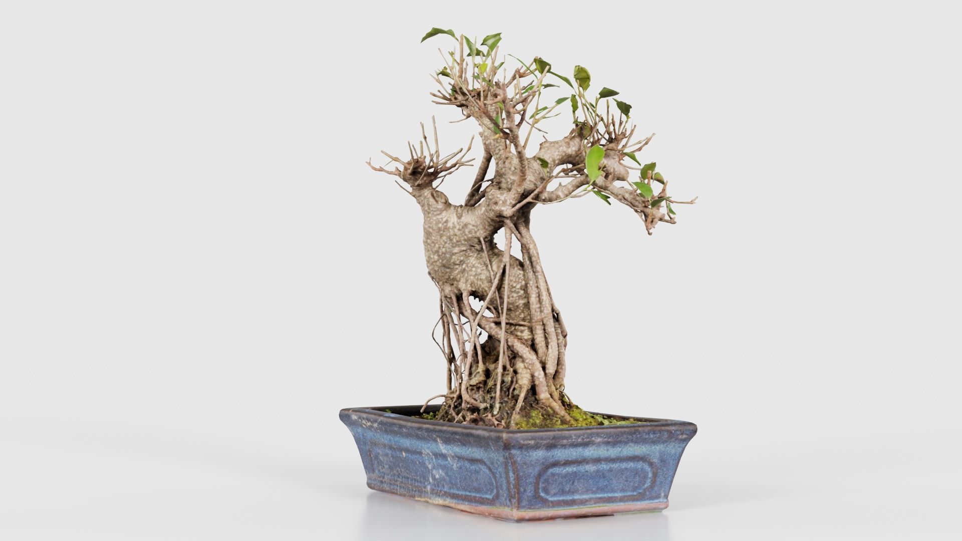 Ficus Retusa Bonsai Tree Low-poly 3D model_19
