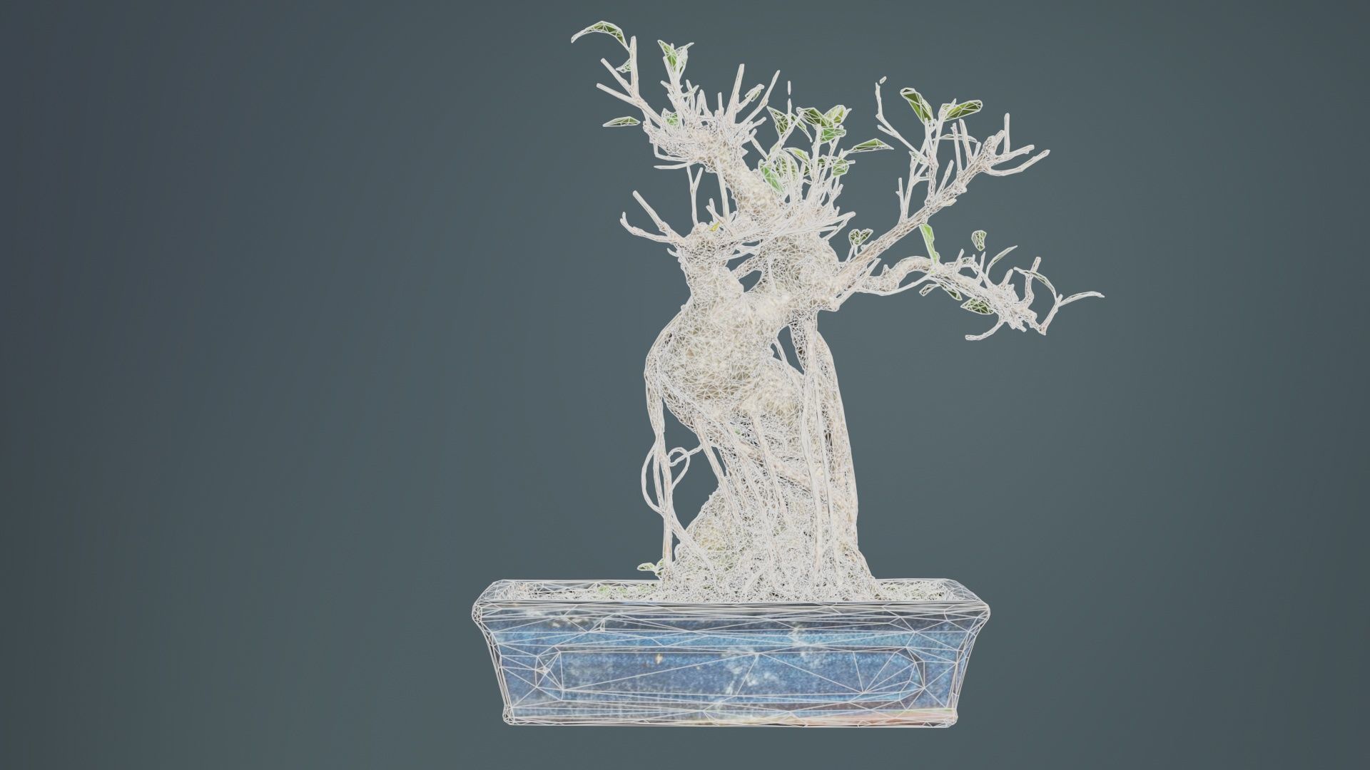 Ficus Retusa Bonsai Tree Low-poly 3D model_10