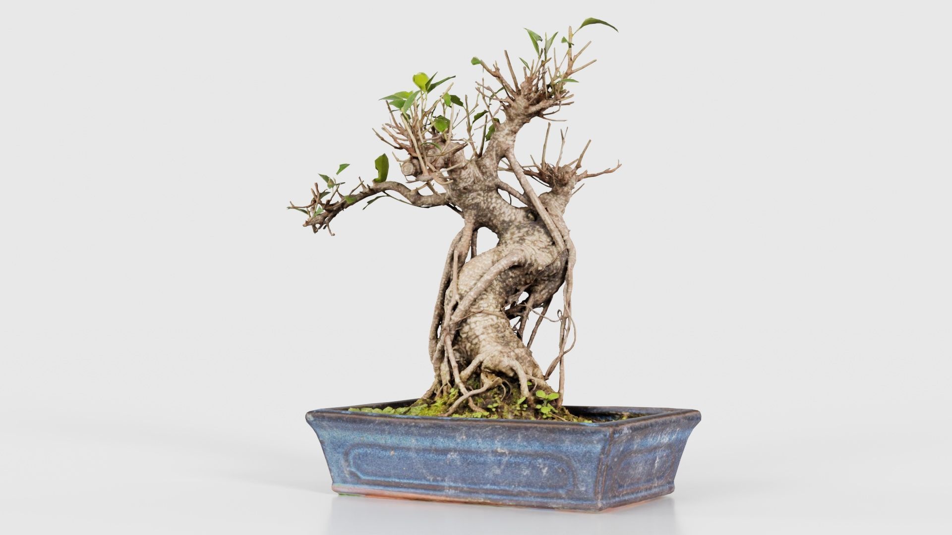 Ficus Retusa Bonsai Tree Low-poly 3D model_26