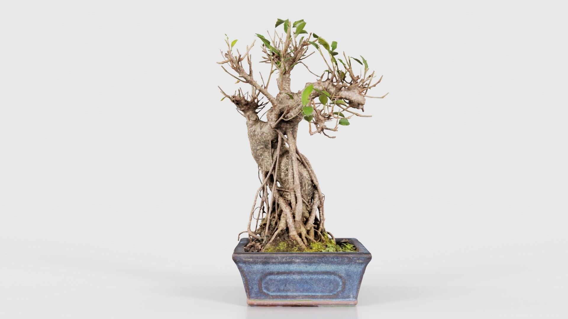 Ficus Retusa Bonsai Tree Low-poly 3D model_18