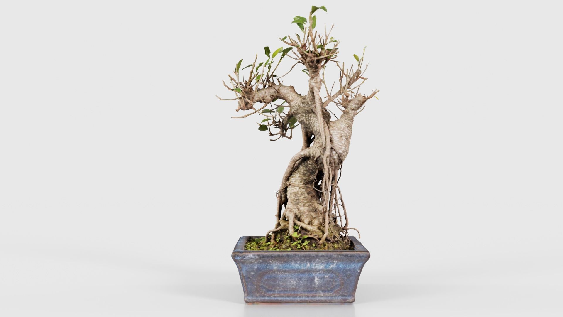 Ficus Retusa Bonsai Tree Low-poly 3D model_24